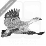 Blue-Winged Goose