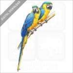 Blue and Yellow Macaws stock image
