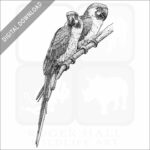 Blue and Yellow Macaws