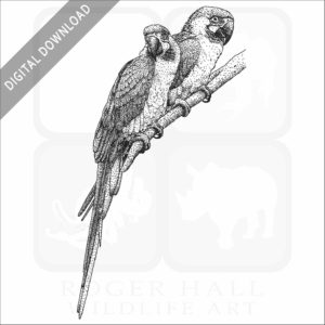 Blue and Yellow Macaws