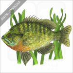 Bluegill stock image