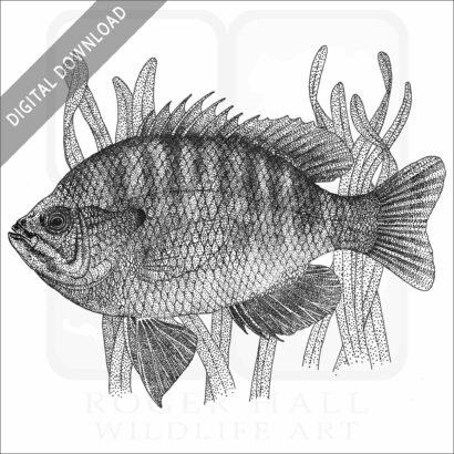 Bluegill