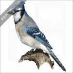 Blue Jay stock image