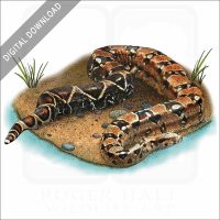Boa Constrictor stock image