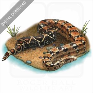 Boa Constrictor stock image