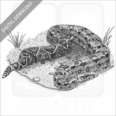 Boa Constrictor