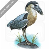 Boat-Billed Heron stock image