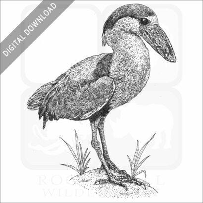 Boat-Billed Heron