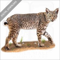 Bobcat stock image