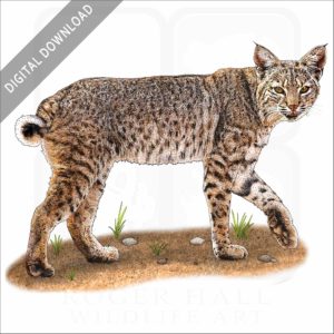 Bobcat stock image