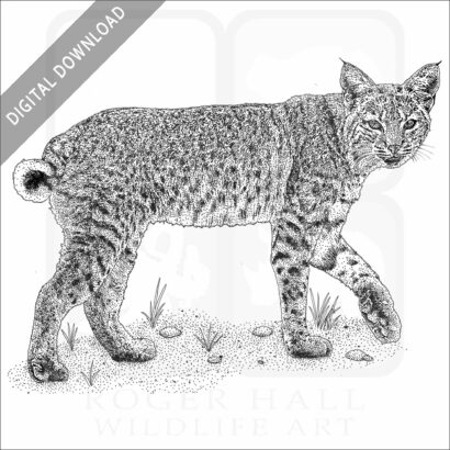 Bobcat