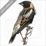 Bobolink stock image