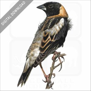 Bobolink stock image
