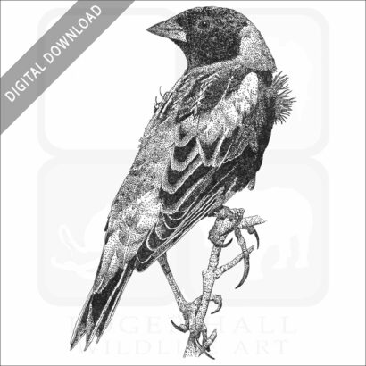 Bobolink
