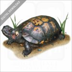 Bog Turtle stock image