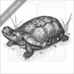 Bog Turtle