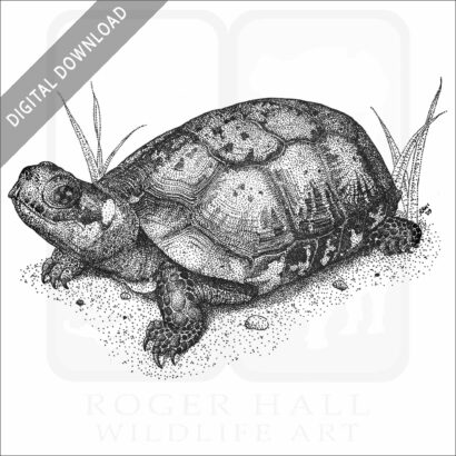 Bog Turtle
