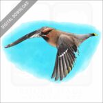 Bohemian Waxwing stock image
