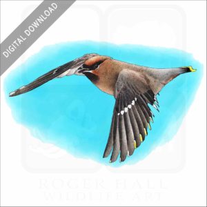 Bohemian Waxwing stock image