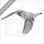 Bohemian Waxwing