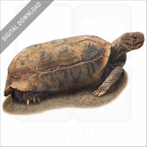 Bolson Tortoise stock image