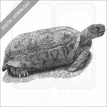 Bolson Tortoise