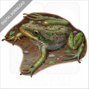 Boreal Chorus Frog stock image