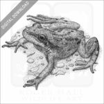 Boreal Chorus Frog
