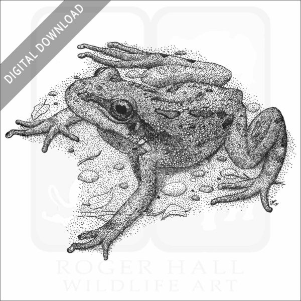 Boreal Chorus Frog