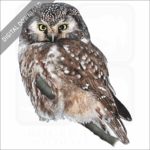 Boreal Owl stock image