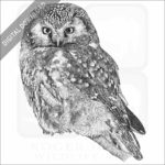 Boreal Owl