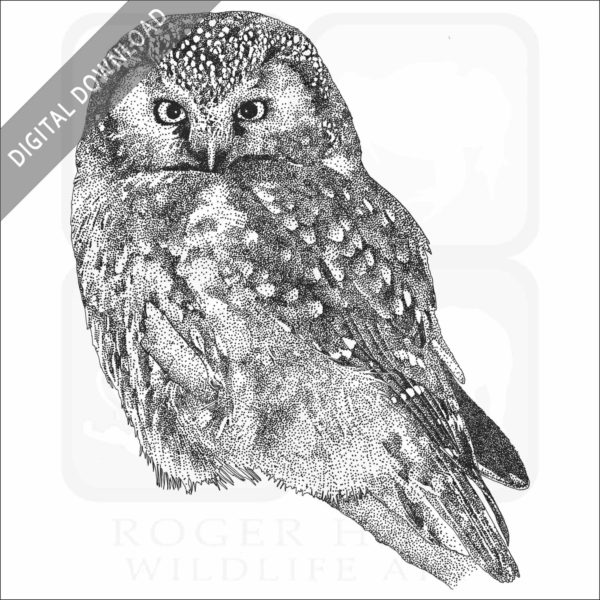 Boreal Owl