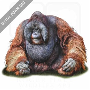 Bornean Orangutan stock image