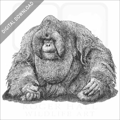 Bornean Orangutan