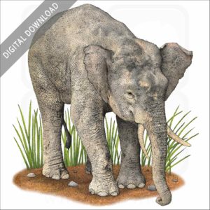 Borneo Pygmy Elephant stock image