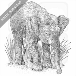 Borneo Pygmy Elephant