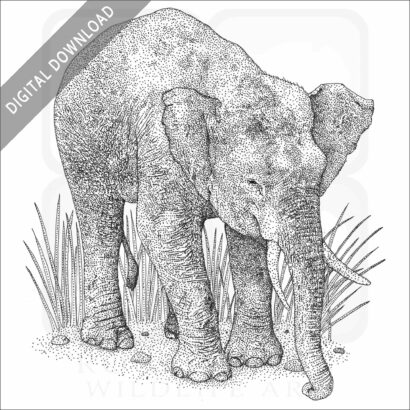 Borneo Pygmy Elephant
