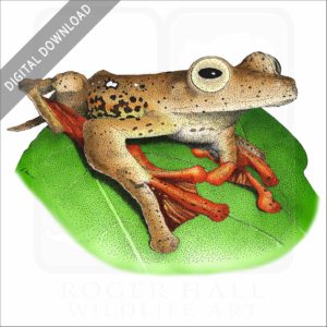 Borneo Red Flying Frog stock image