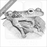 Borneo Red Flying Frog