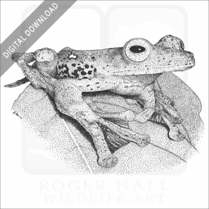 Borneo Red Flying Frog