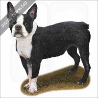 Boston Terrier stock image