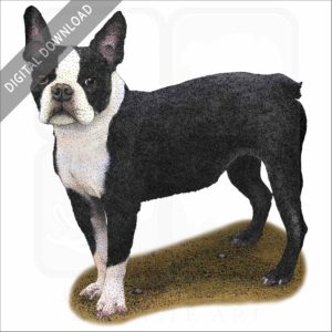 Boston Terrier stock image