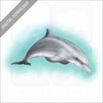 Bottlenose Dolphin stock image