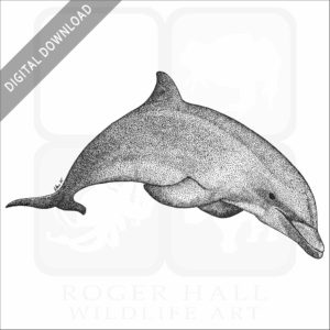 Bottlenose Dolphin