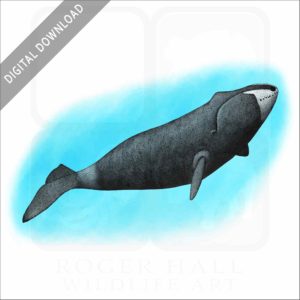 Bowhead Whale stock image