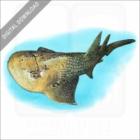 Bowmouth Guitarfish stock image