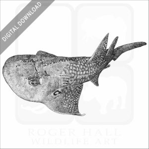 Bowmouth Guitarfish