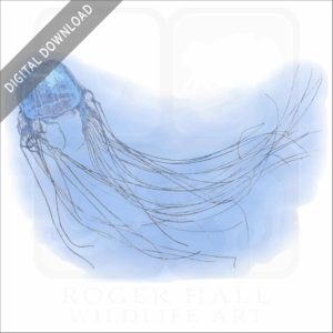 Box Jellyfish stock image