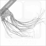 Box Jellyfish