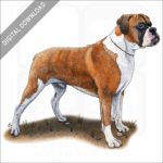 Boxer (dog) stock image